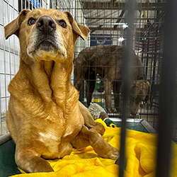 boarding dog on bed