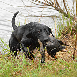 retriever black labrador rookie with duck