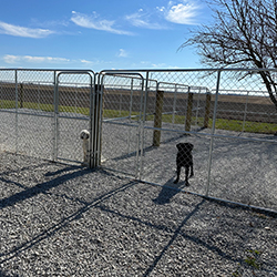 outside photos of airing yards with two dogs at Rural Route Retrievers Fairmount Illinois