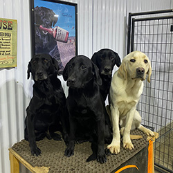 four labrador dogs sitting on a stool